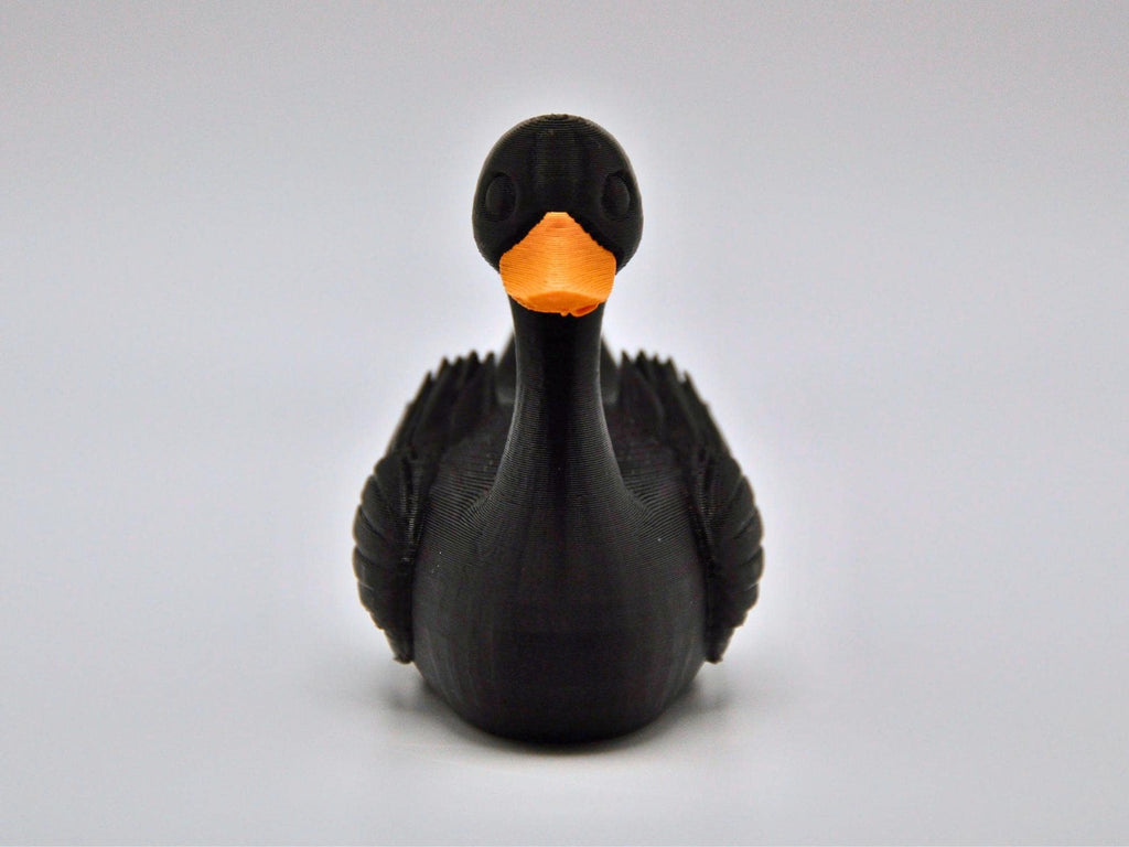Black Swan Duck