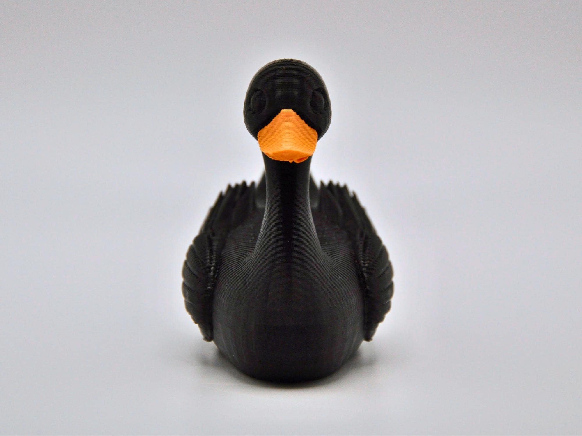 Black Swan Duck