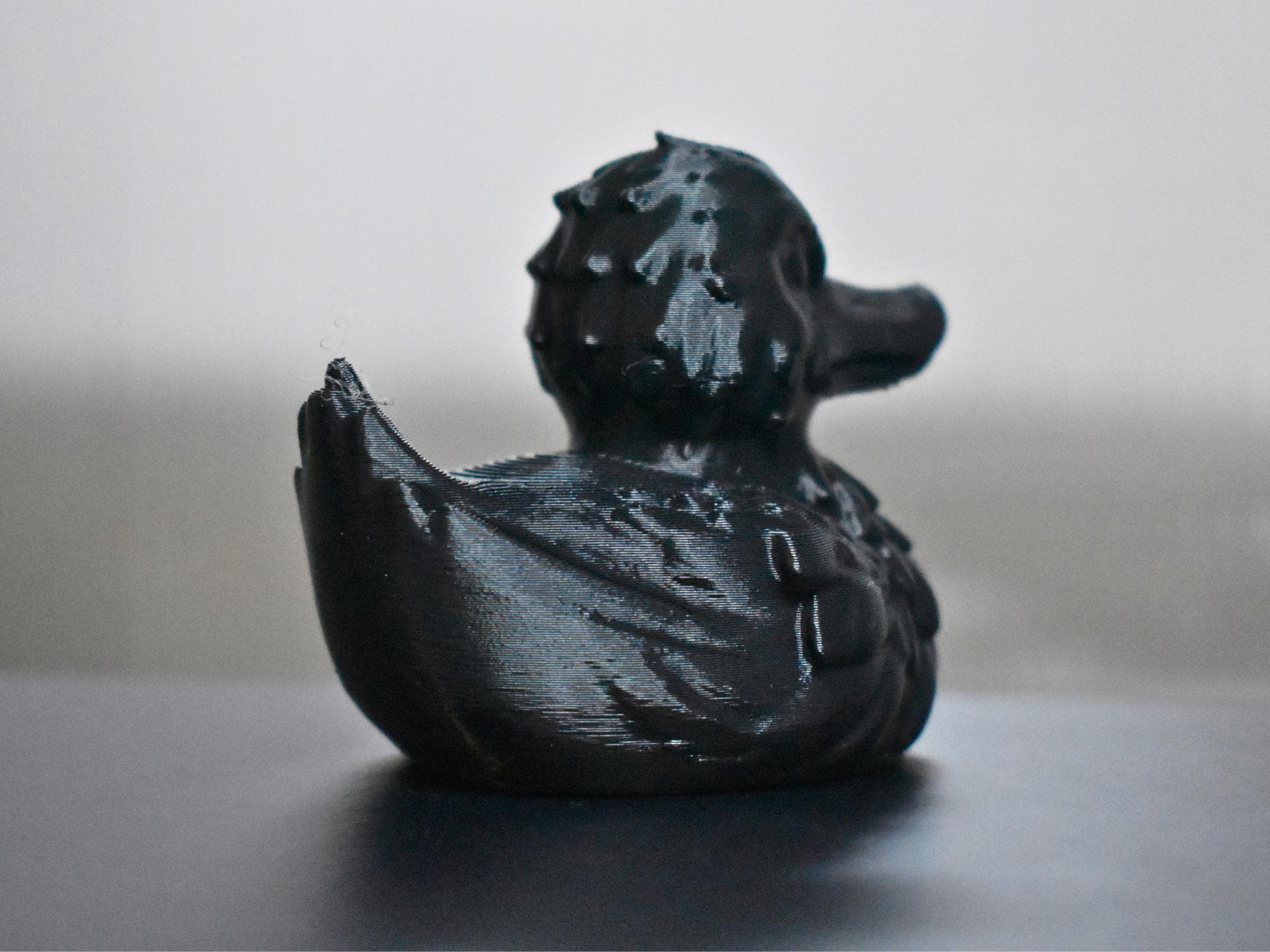 Black Raven Duck