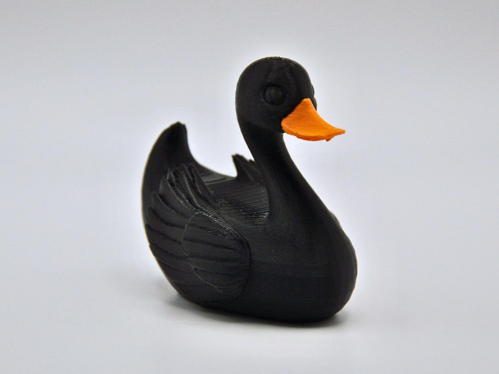 Black Swan Duck