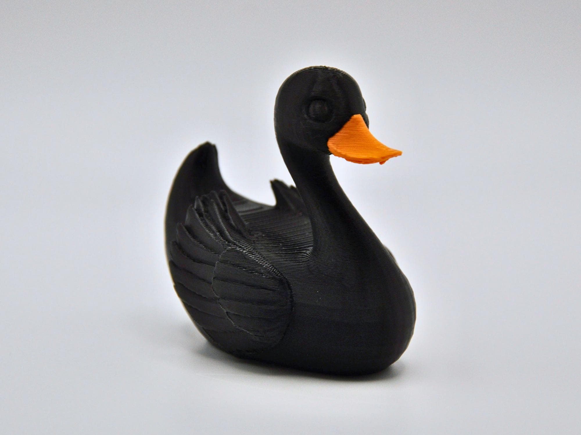 Black Swan Duck