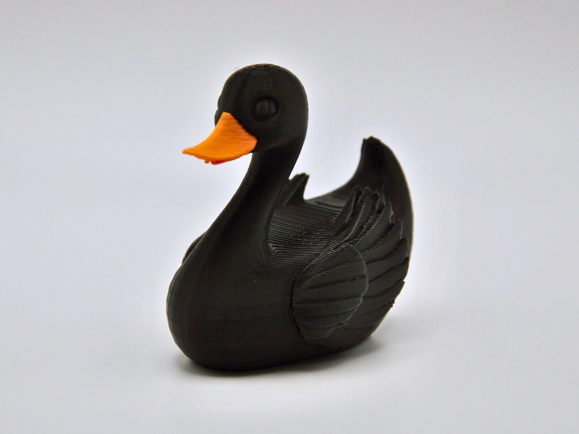 Black Swan Duck