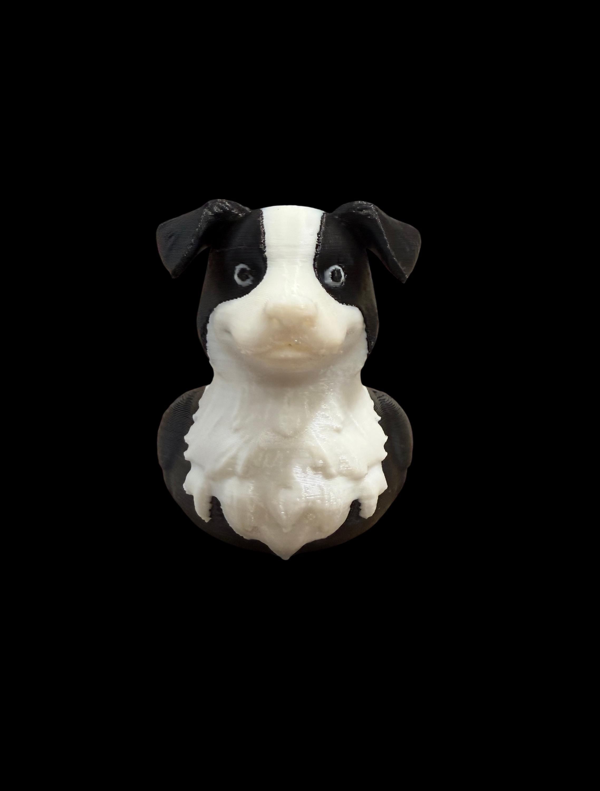 Border Collie Duck