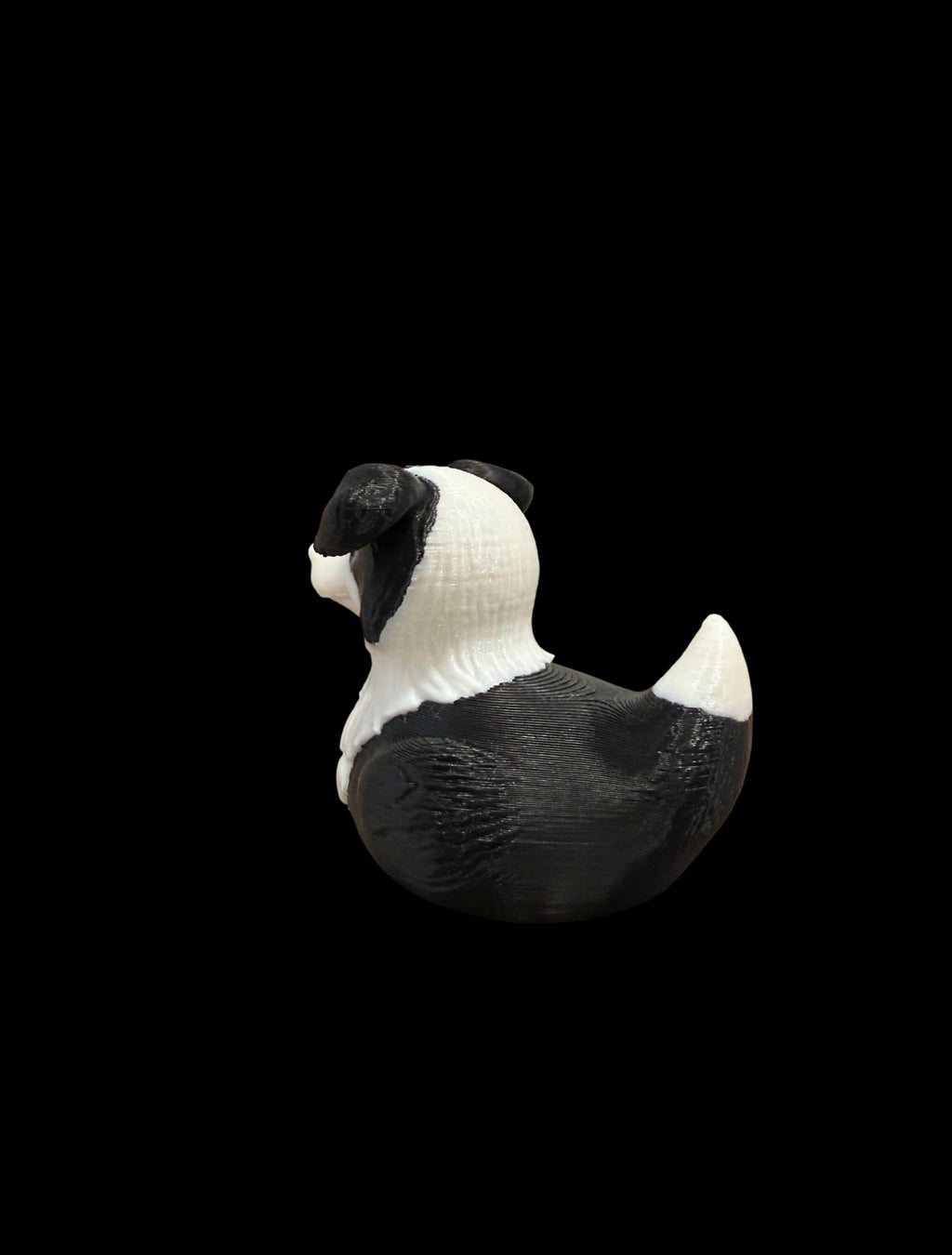 Border Collie Duck