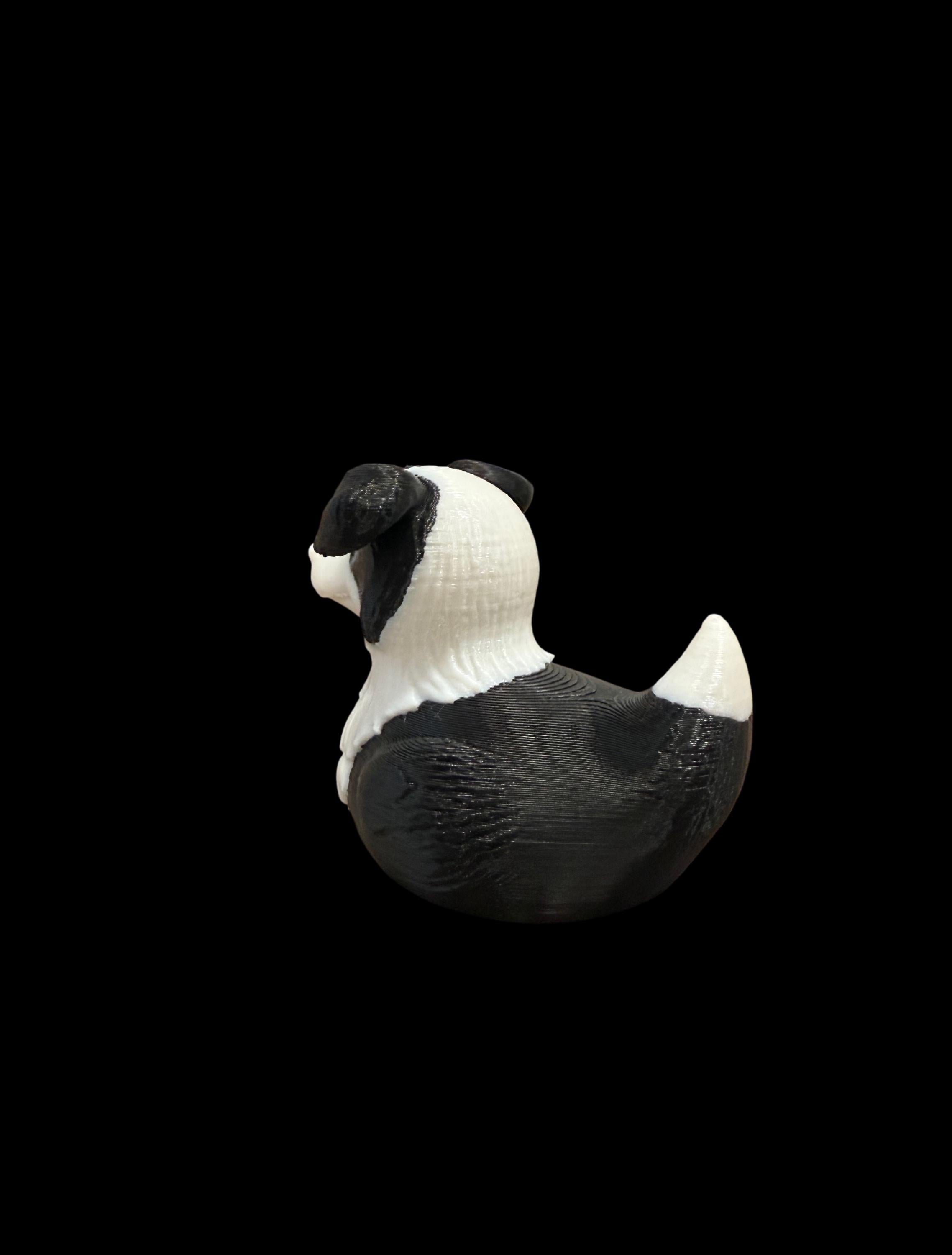Border Collie Duck