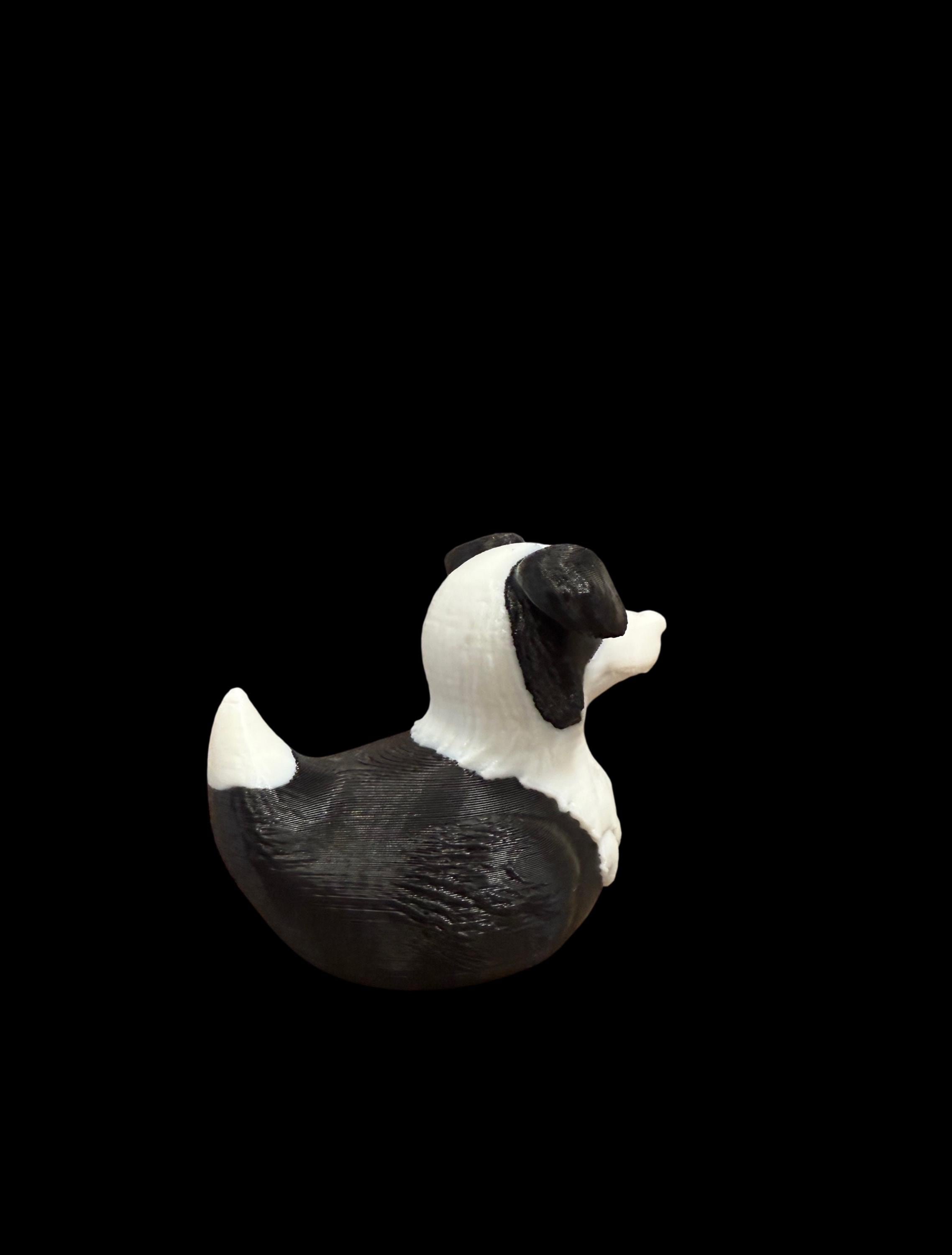 Border Collie Duck