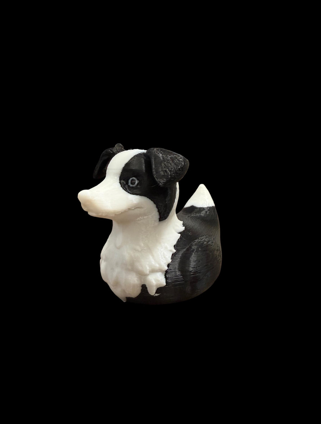 Border Collie Duck